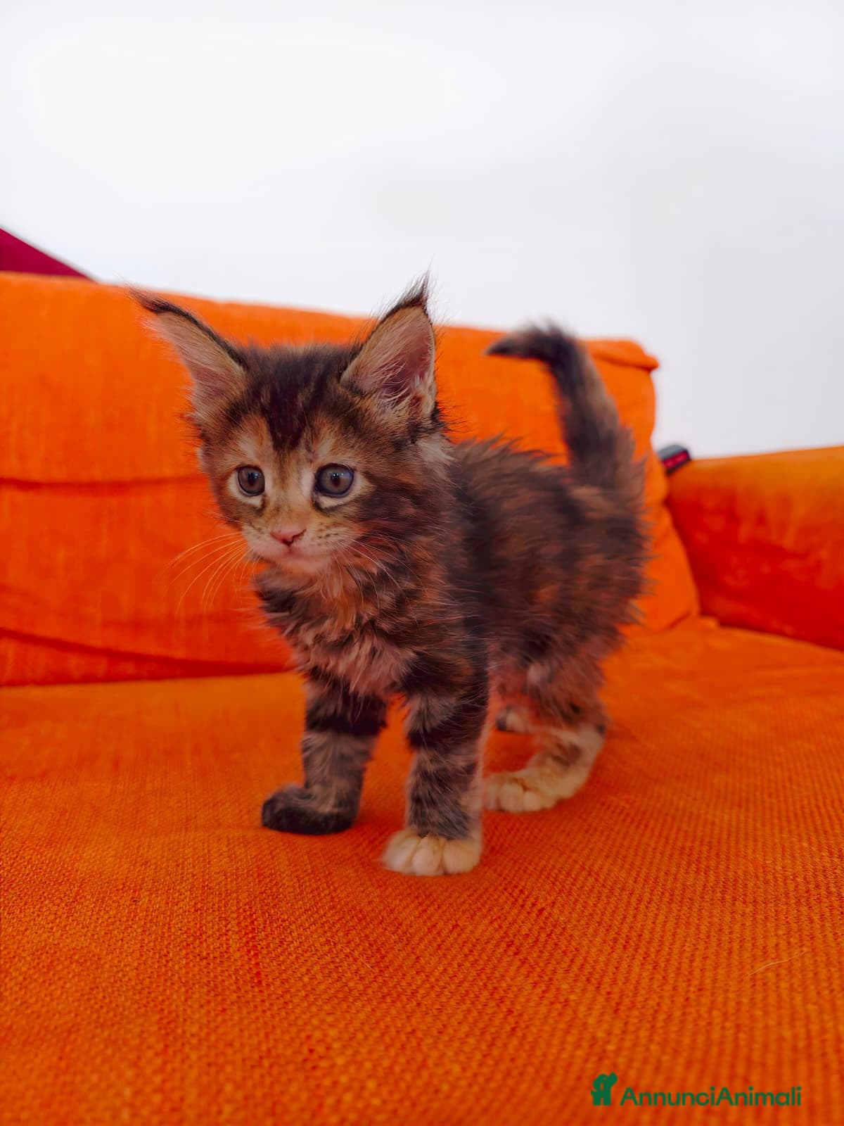 Maine Coon gatti Bellissima cucciola Maine coon  - Annuncio 16