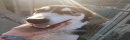 Meticcio cani in regalo: BRETZEL 🩷 IMPOSSIBILE NON SORRIDERLE a Provincia di Modena - Annuncio 2