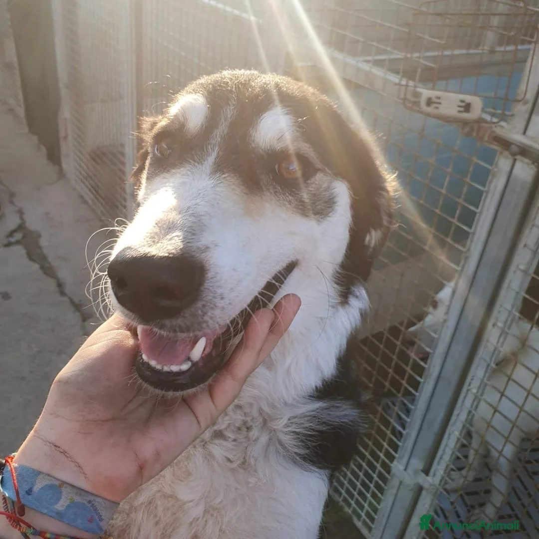 Meticcio cani in regalo: BRETZEL 🩷 IMPOSSIBILE NON SORRIDERLE a Provincia di Modena - Annuncio 2