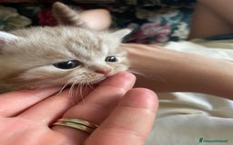 British gatti in vendita: Cuccioli British shorthair e longhair a Città metropolitana di Milano - Immagine 1