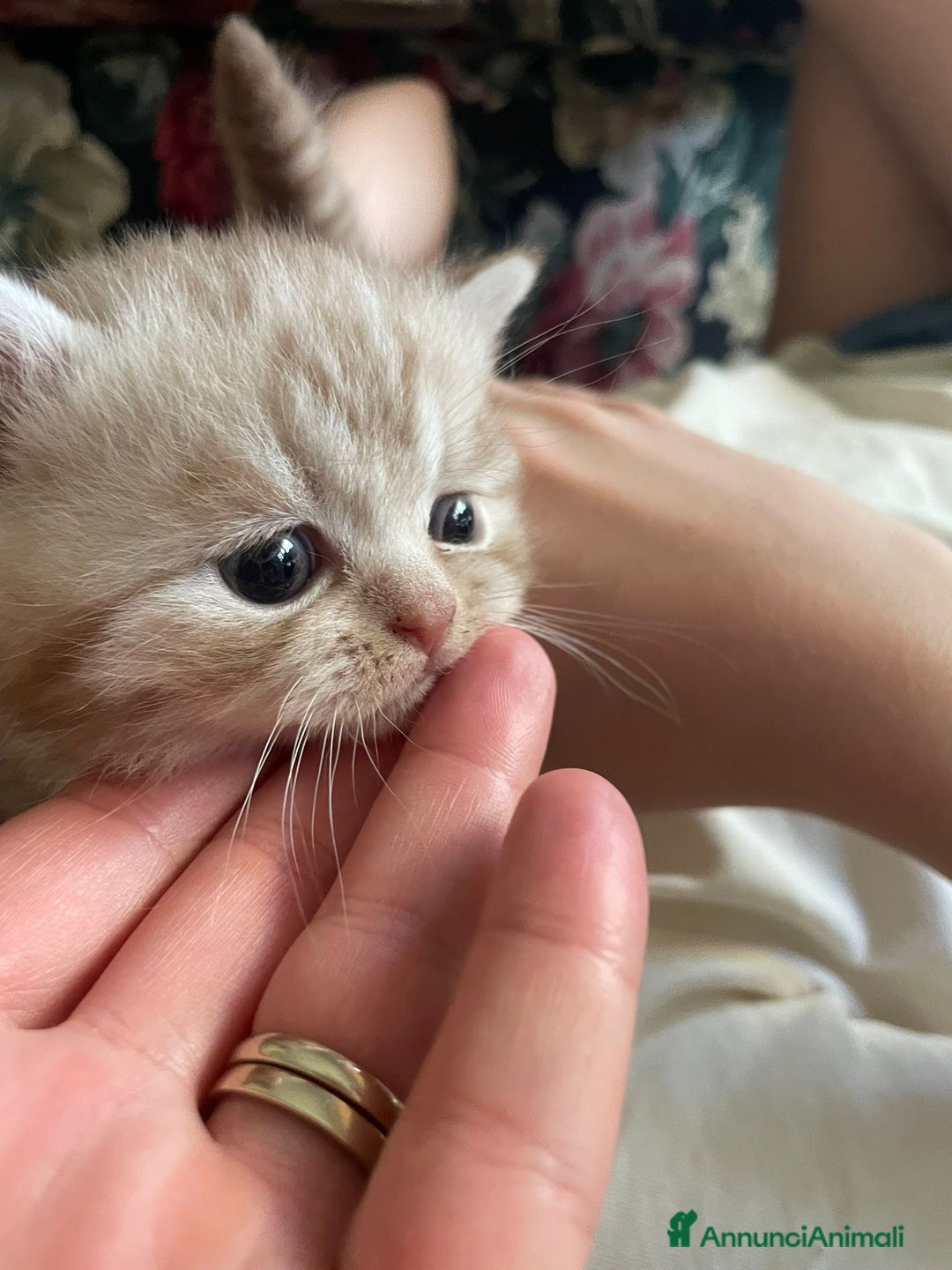 British gatti in vendita: Cuccioli British shorthair e longhair a Città metropolitana di Milano - Immagine 1