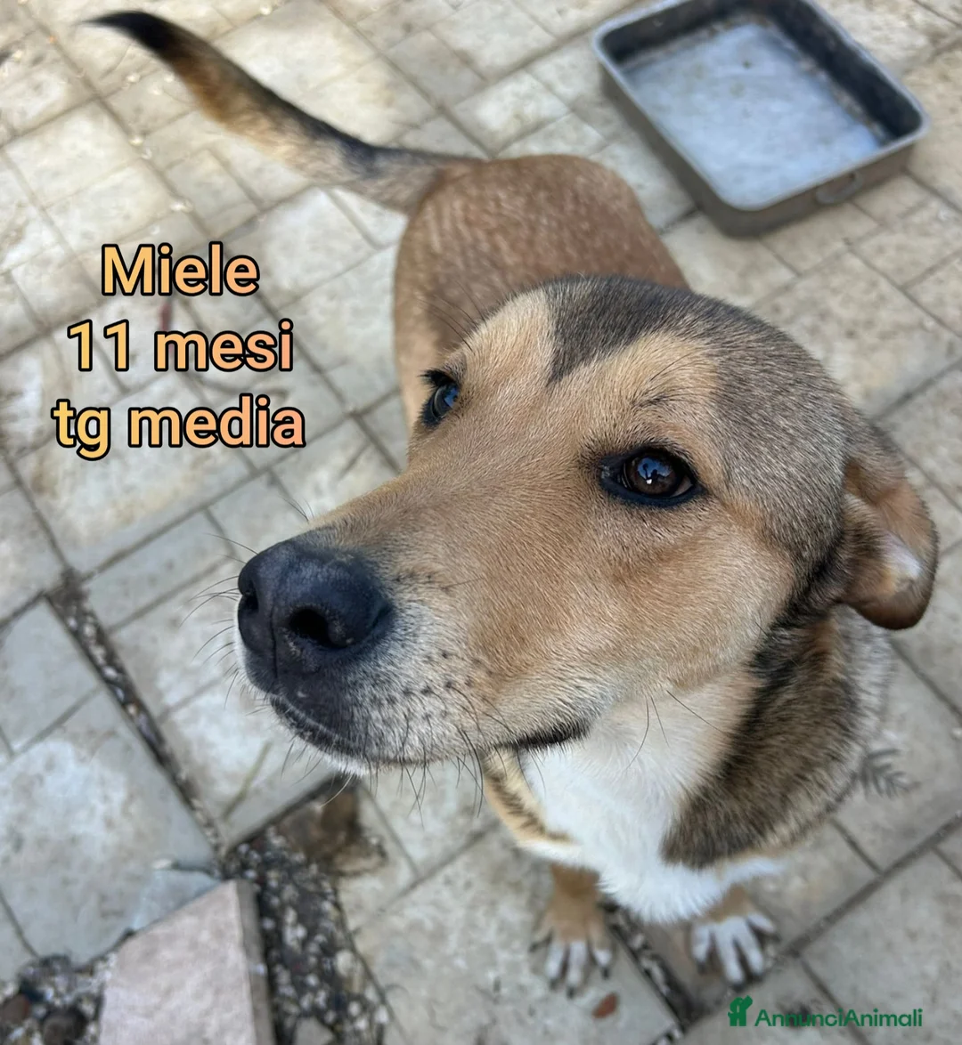 Meticcio cani in regalo: CUCCIOLI ABBANDONATI: URGENTE! a Città Metropolitana di Torino - Annuncio 10