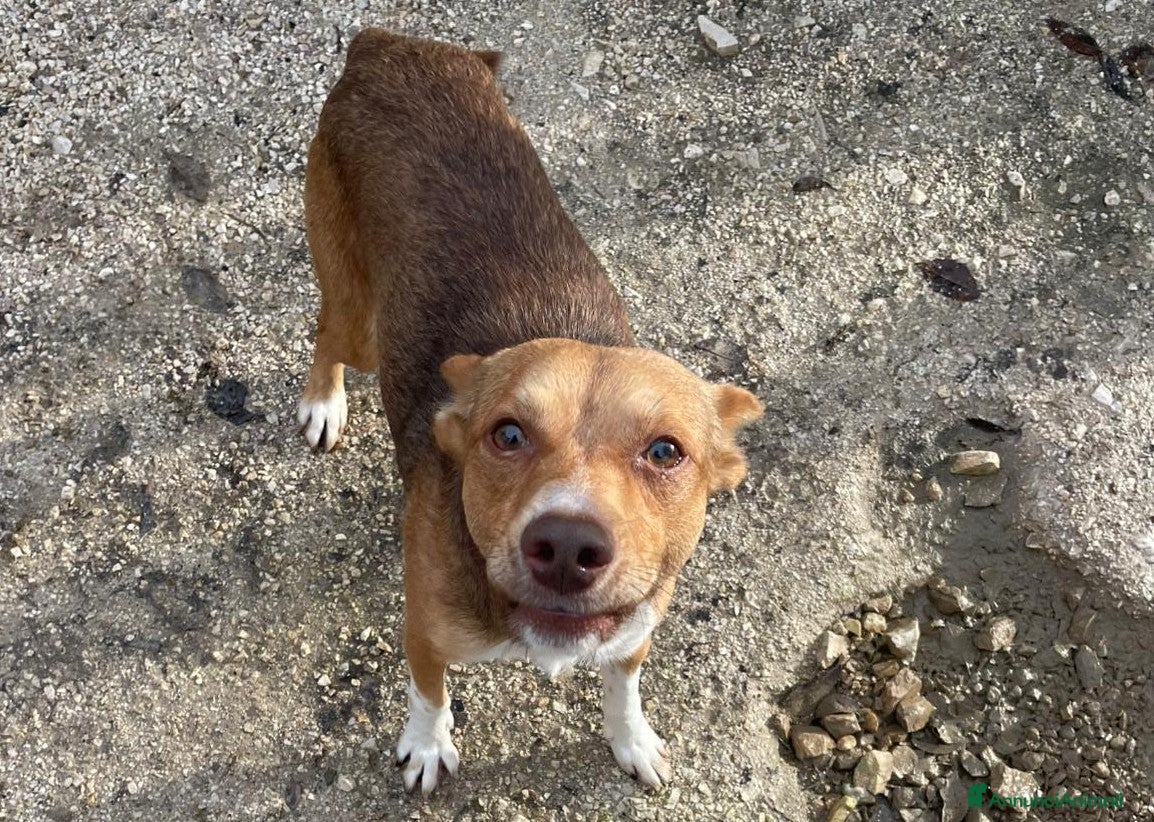 Meticcio cani SIAMO PICCINI, CI ADOTTI? - Annuncio 1