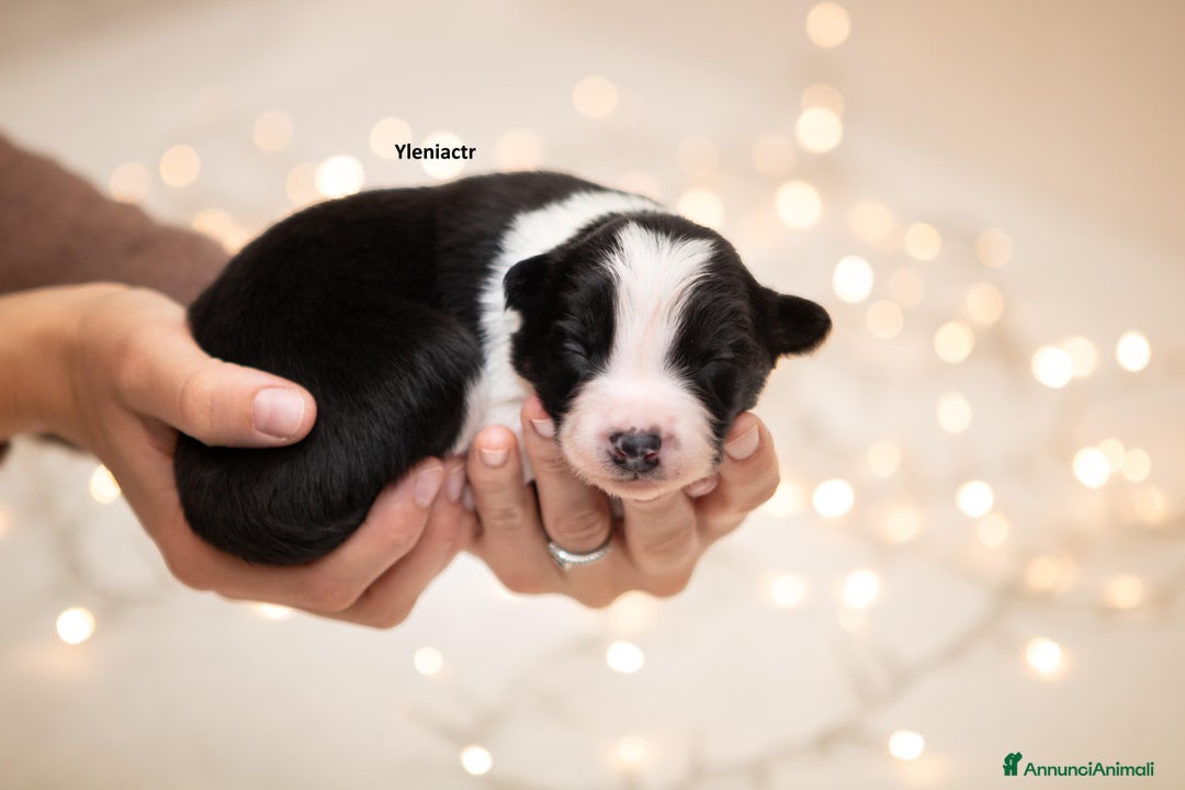 Border Collie cani in vendita: Cuccioli di Border Collie - Annuncio 1