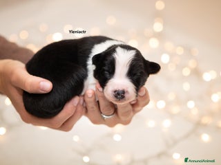 Border Collie cani Cuccioli di Border Collie - Annuncio 14