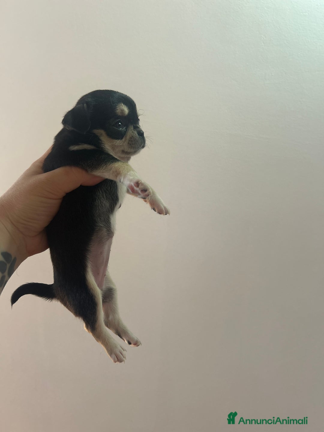 Chihuahua cani in vendita: Chihuahua pedigree Enci a rimborso spese  a Città metropolitana di Roma Capitale - Immagine 5