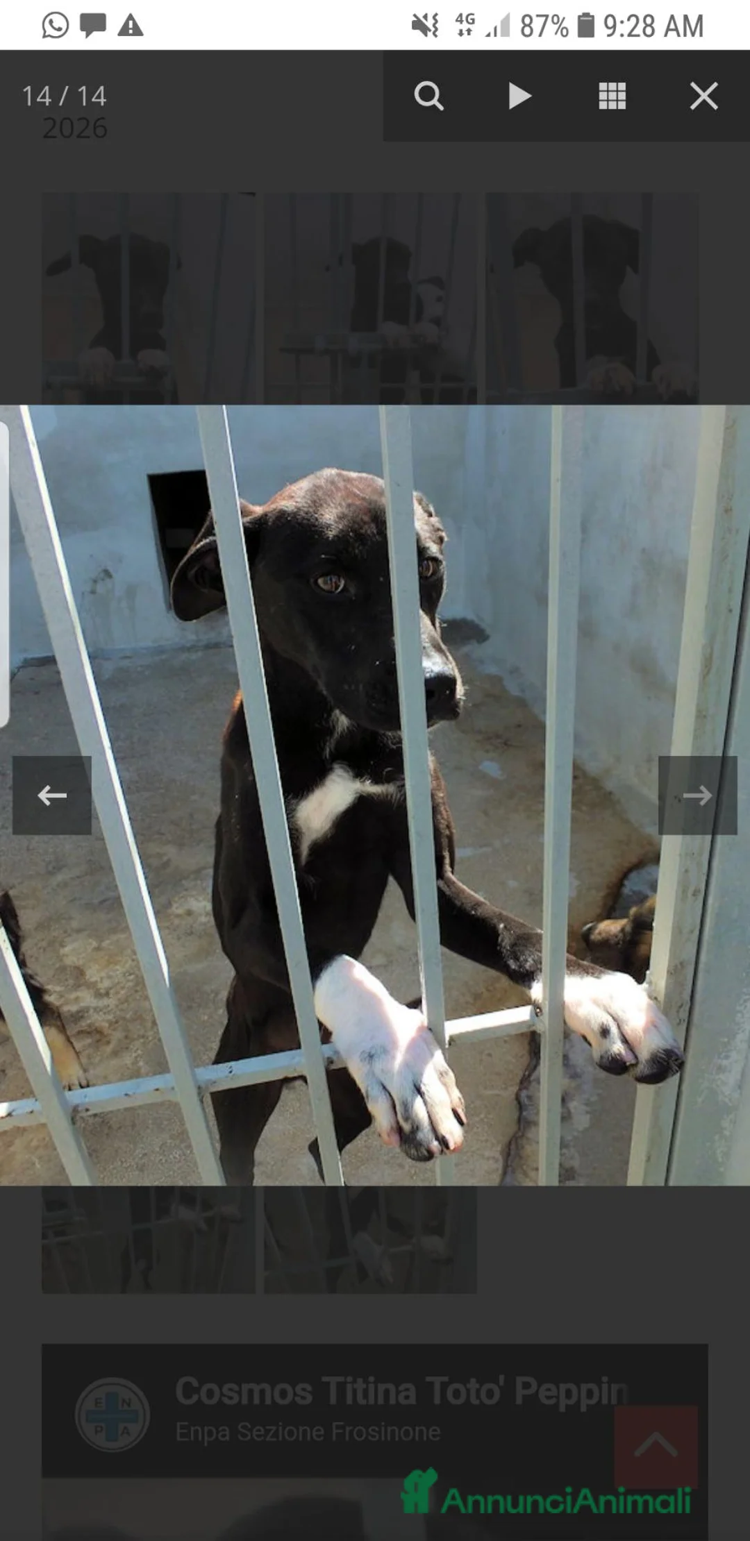 Meticcio cani in regalo: TOTO', 2 ANNI, allegro e simpatico - Annuncio 6