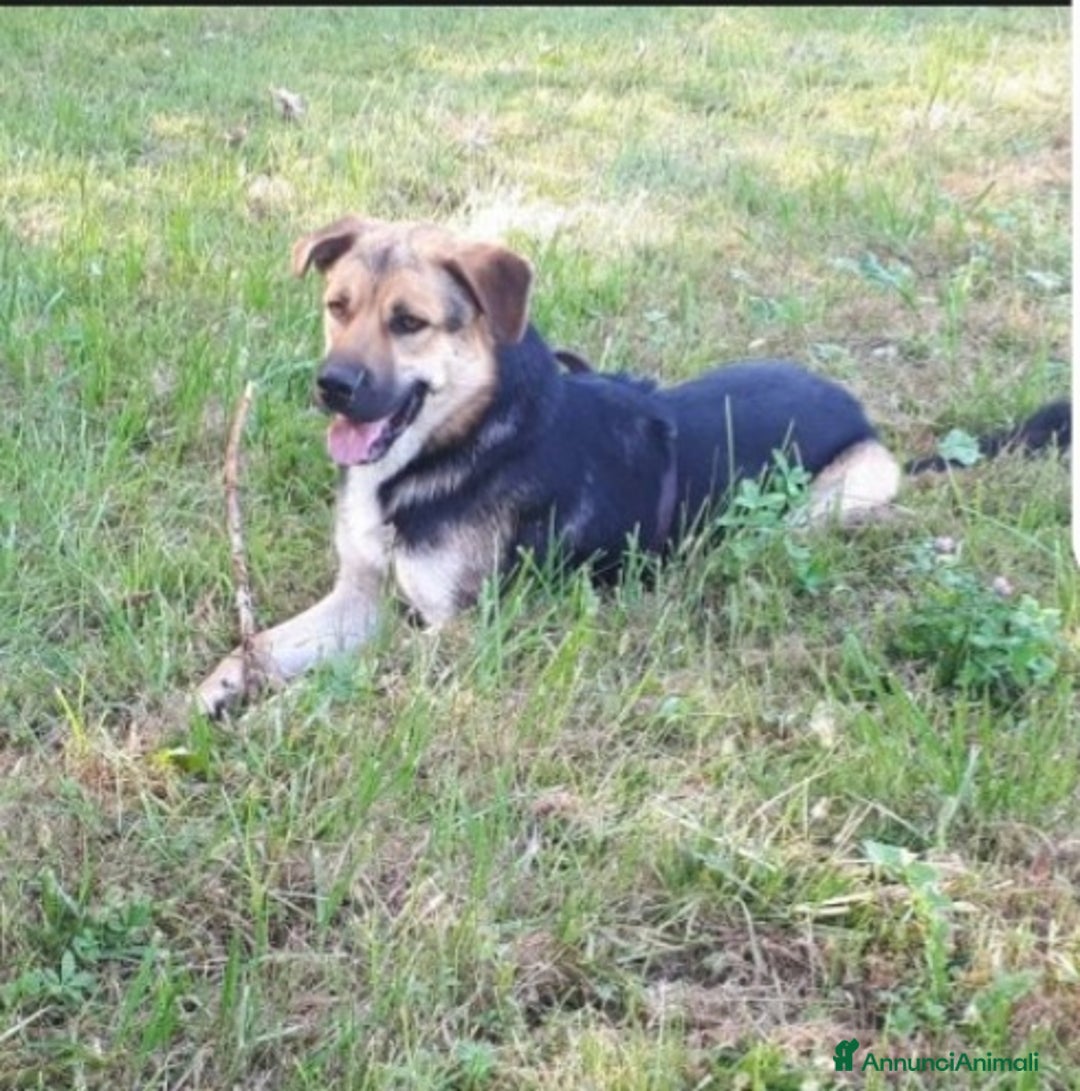 Meticcio cani in regalo: Simil Pastore tedesco 4anni salvato 2anni fa BG - Annuncio 7