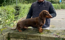 Bassotto cani per accoppiamento: stallone  - Immagine 1