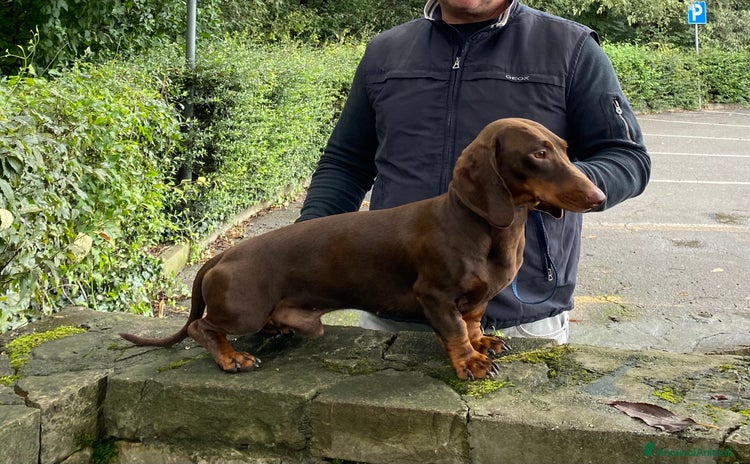 Bassotto cani stallone  - Annuncio 6