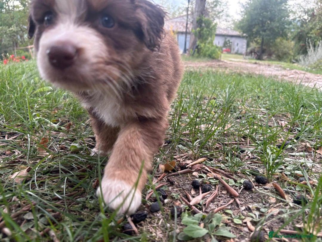 Australian Shepherd cani in vendita: Cuccioli di pastore australiano con pedigree  - Annuncio 4