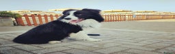 Border Collie cani per accoppiamento: Maschio Border disponibile per accoppiamento a Città Metropolitana di Genova - Annuncio 2