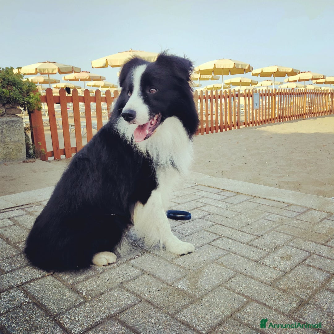Border Collie cani per accoppiamento: Maschio Border disponibile per accoppiamento a Città Metropolitana di Genova - Annuncio 2