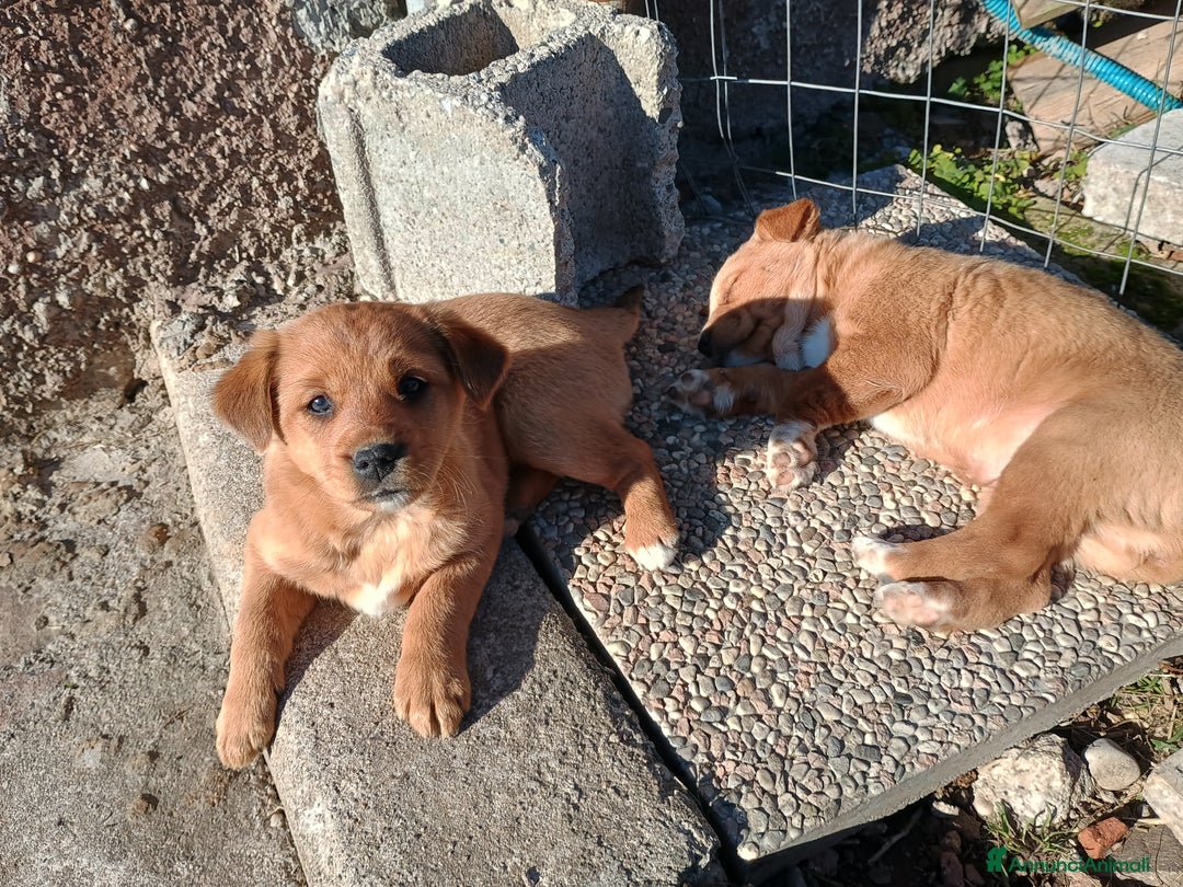 Meticcio cani in vendita: 4 Piccoli vicino Mantova Cercano un Nuovo Inizio! - Annuncio 5