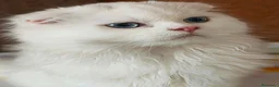 Scottish gatti in vendita: Valentino maschio e Vanilla femmina - Annuncio 6
