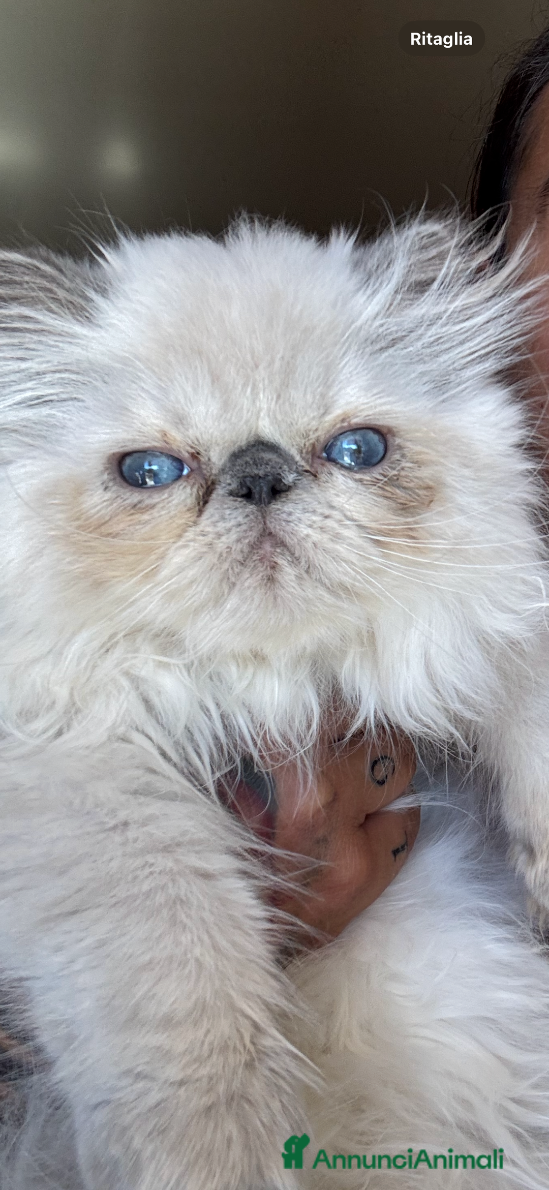 Persiano gatti in vendita: Vendesi SPLENDIDO PERSIANO PURO, 5 mesi di vita. a Provincia di Caserta - Immagine 4