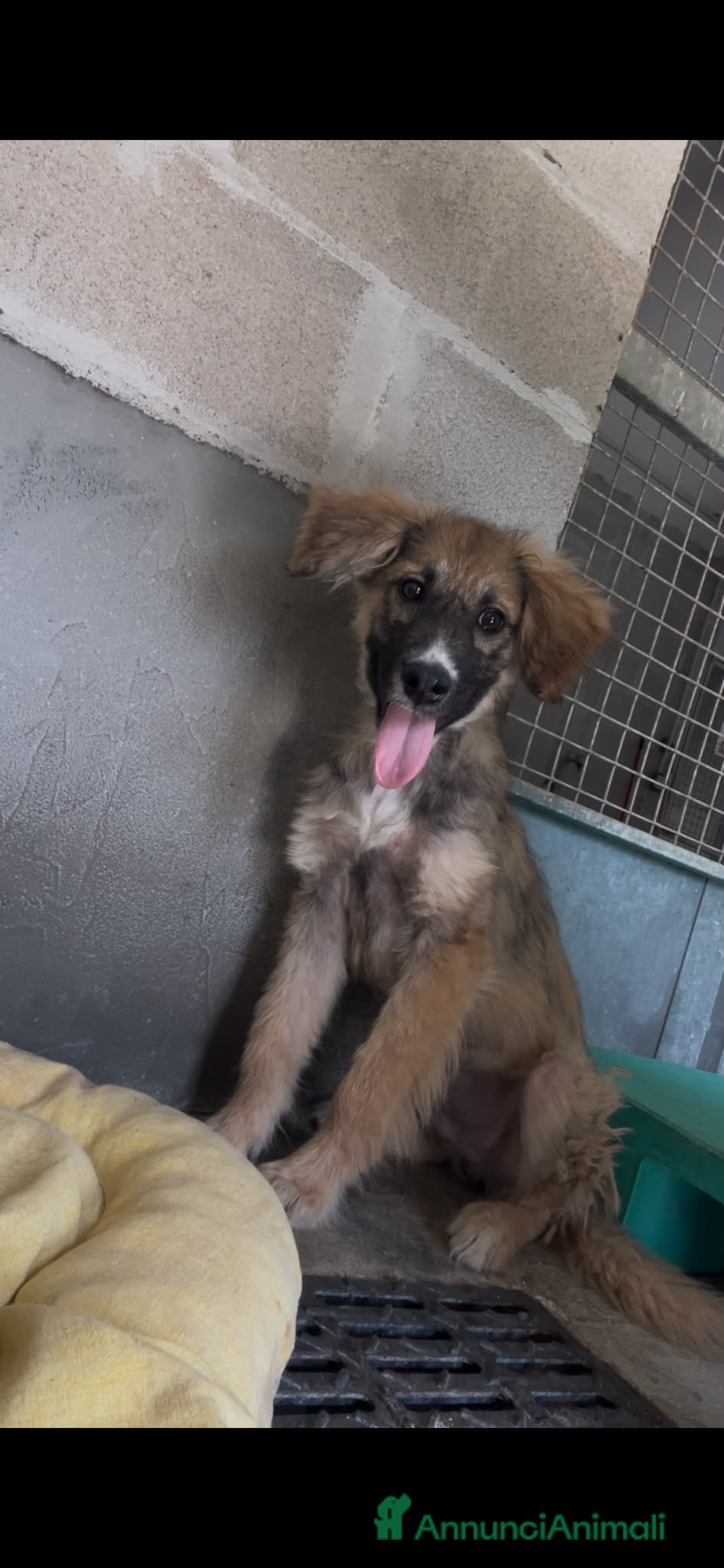 Meticcio cani Tobia - Annuncio 9
