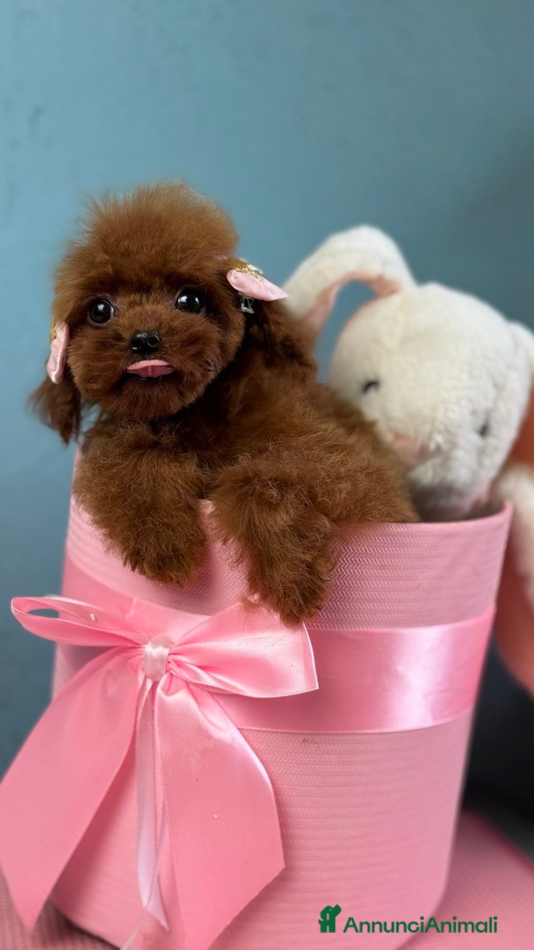 Barboncino Toy cani in vendita: Barboncino Toy FCI – femmina nata il 04/06/2025 - Annuncio 3