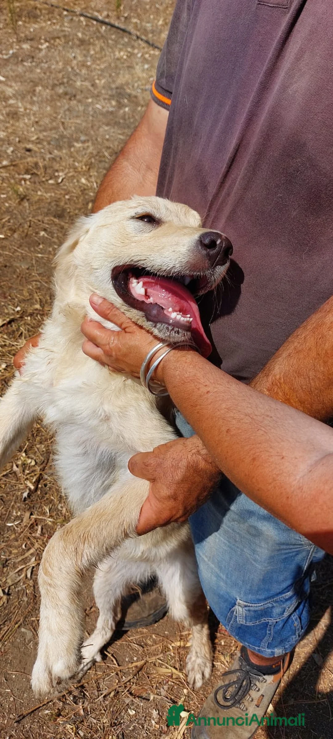 Meticcio cani in regalo: 3FEMMINE 5MESI SPLENDIDE,IN PERICOLO! SOS CAGLIARI - Annuncio 2