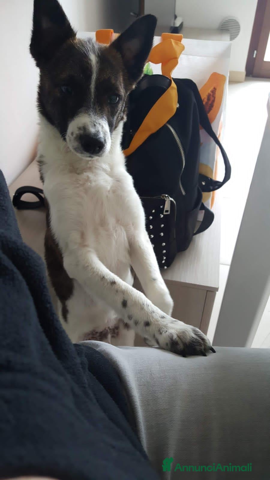 Meticcio cani LUCKY  - Annuncio 31