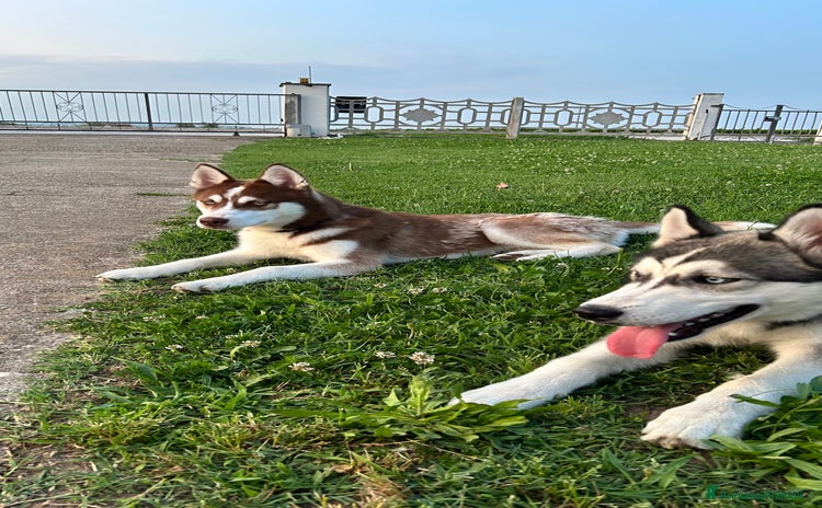 Husky cani a Provincia di Verona - Annuncio 2