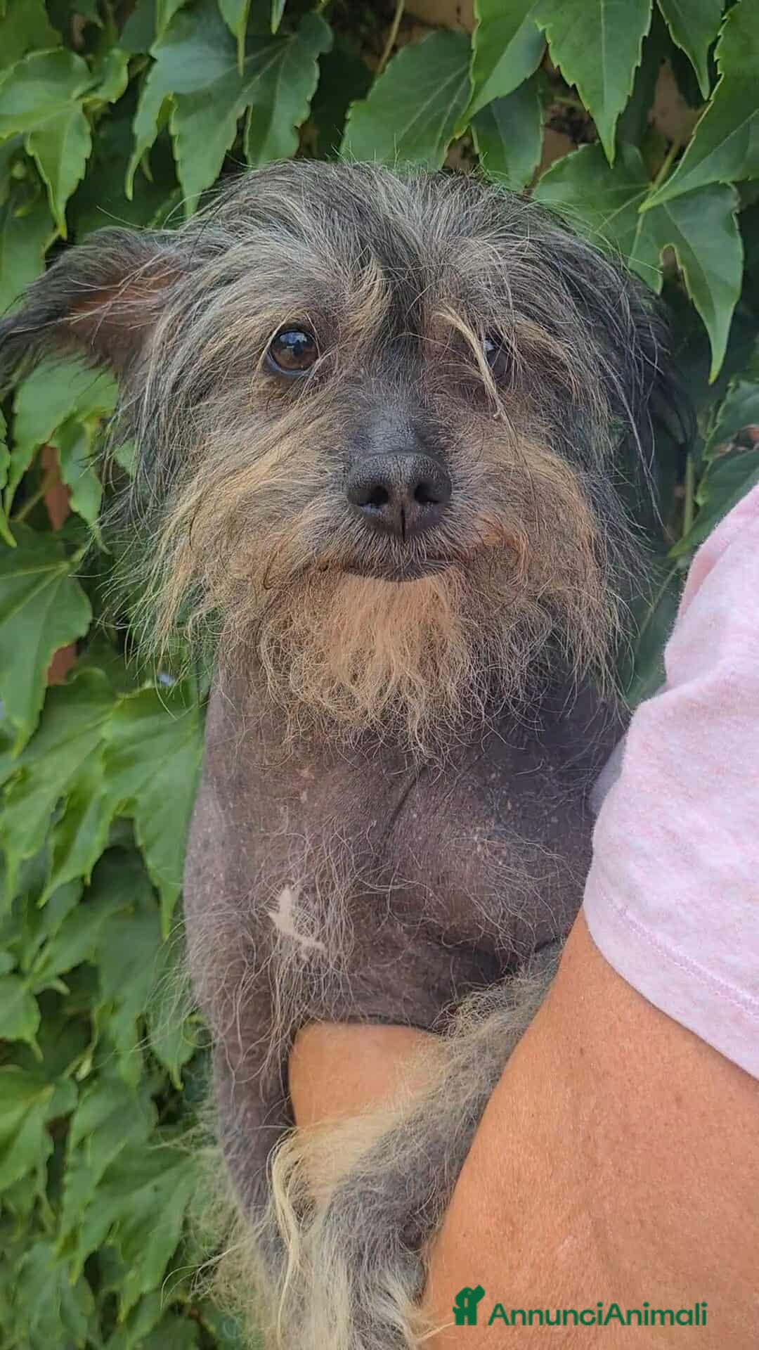 Altre razze cani KIWI, simpaticissimo CANE NUDO CINESE. Tg piccola. - Annuncio 6