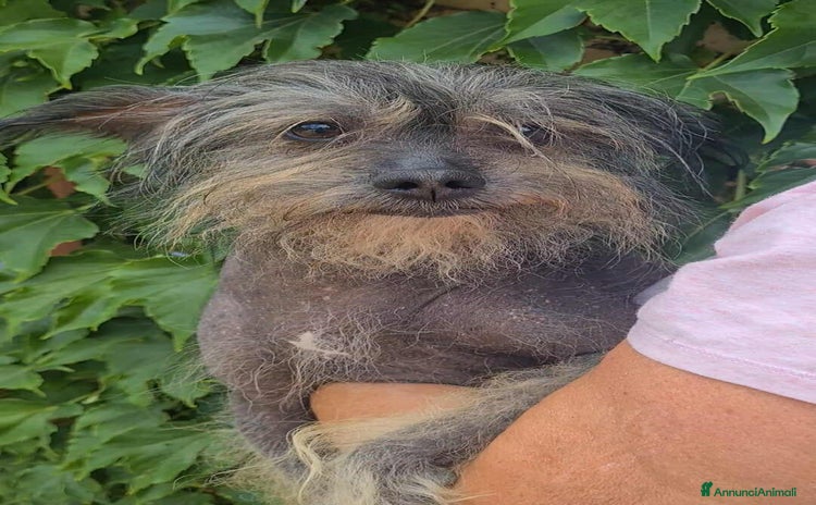 Altre razze cani - Annuncio 10