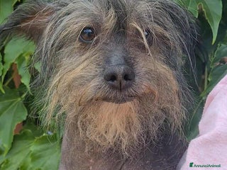 Altre razze cani KIWI, simpaticissimo CANE NUDO CINESE. Tg piccola. - Annuncio 41