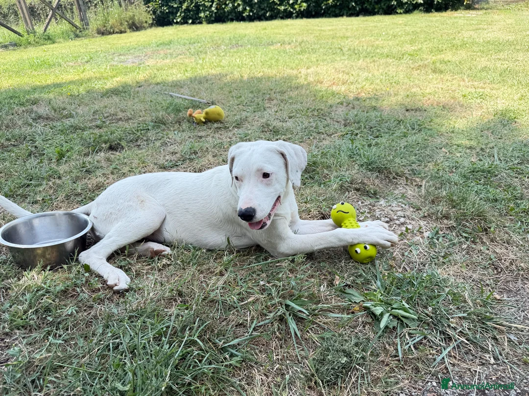 Meticcio cani in regalo: Alys  a Provincia di Pordenone - Annuncio 3