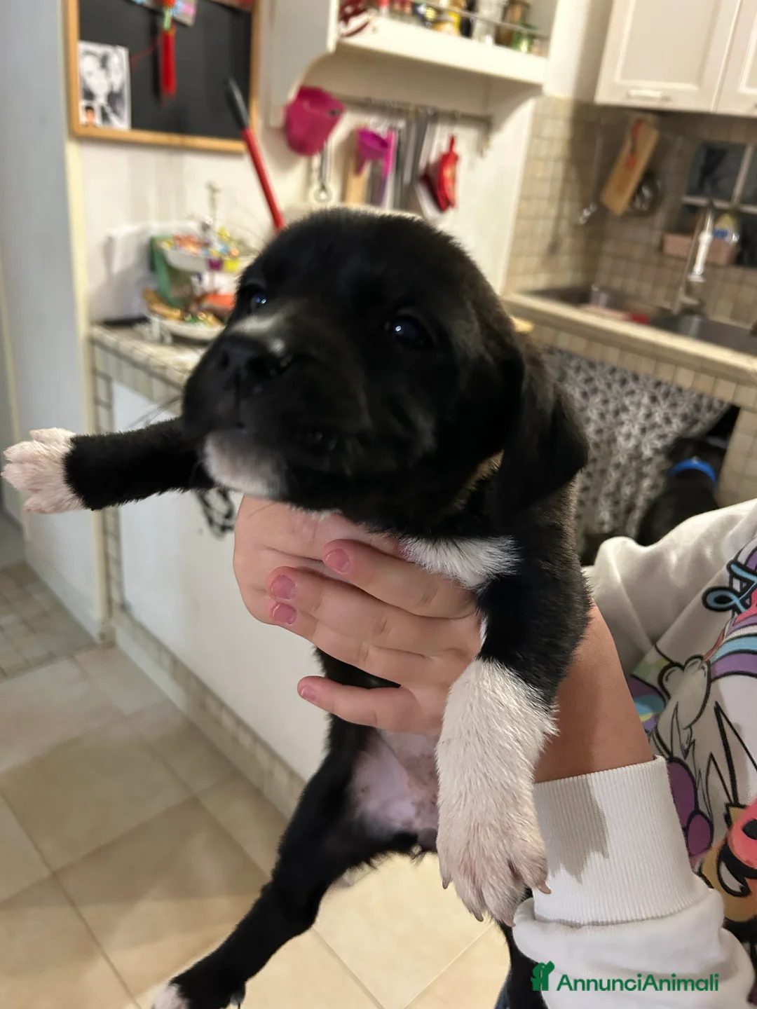 Meticcio cani in regalo: Cuccioli cane - Annuncio 2