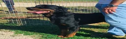 Rottweiler cani in regalo: Adamo, splendido Rottweiler in adozione  - Annuncio 7