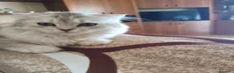 Scottish gatti in vendita: Splendide gattine Scottish (Fold/Straight)  6 mesi a Provincia di Brescia - Annuncio 2