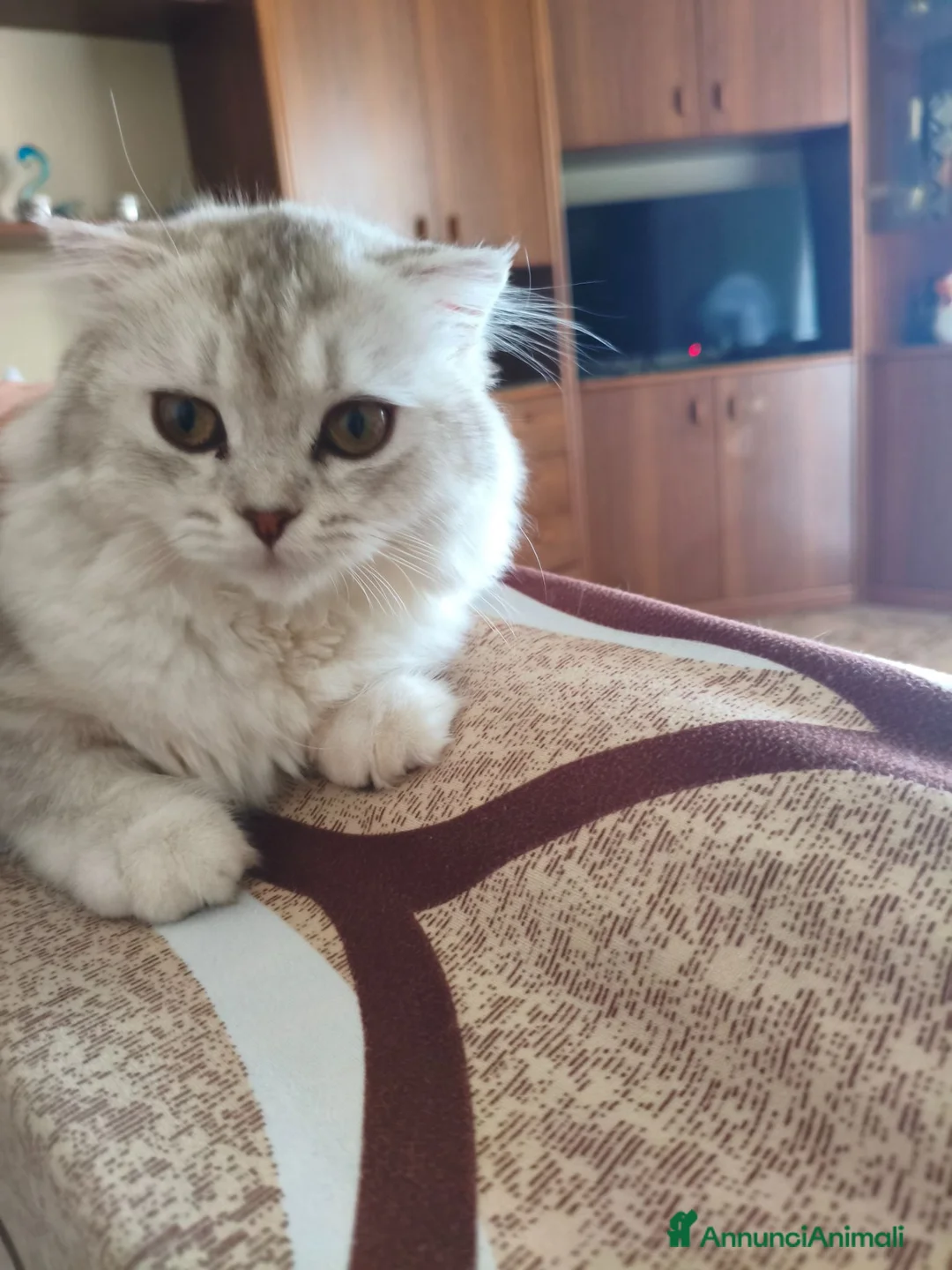 Scottish gatti in vendita: Splendide gattine Scottish (Fold/Straight)  6 mesi a Provincia di Brescia - Annuncio 2