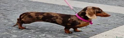 Bassotto cani in vendita: Bassotto tedesco  a Città metropolitana di Roma Capitale - Annuncio 3