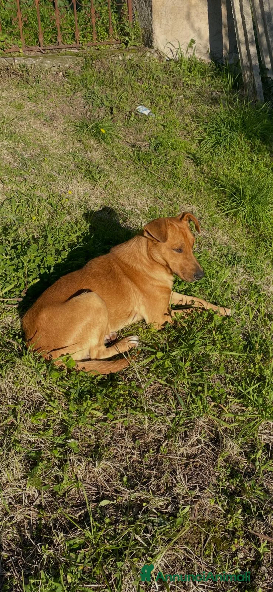 Meticcio cani in regalo: Birillo taglia piccola 3/4 anni - Annuncio 5