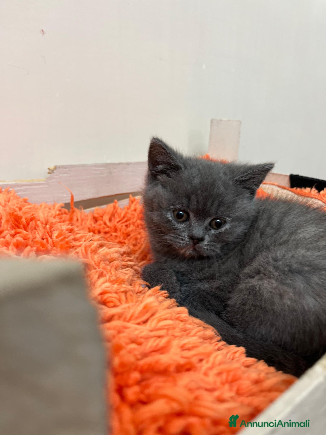 Scottish gatti in vendita: Schottich Straight  - Annuncio 5