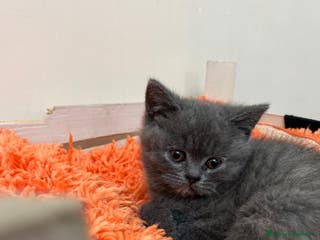 Scottish gatti Schottich Straight - Annuncio 1