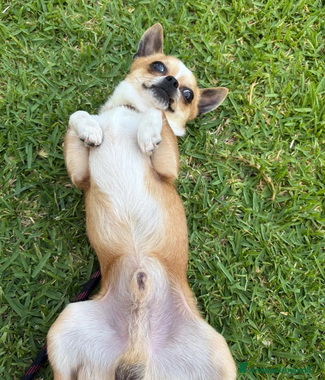 Chihuahua cani per accoppiamento: Cane chihuahua disponibile per monta a Provincia di Catanzaro - Annuncio 6