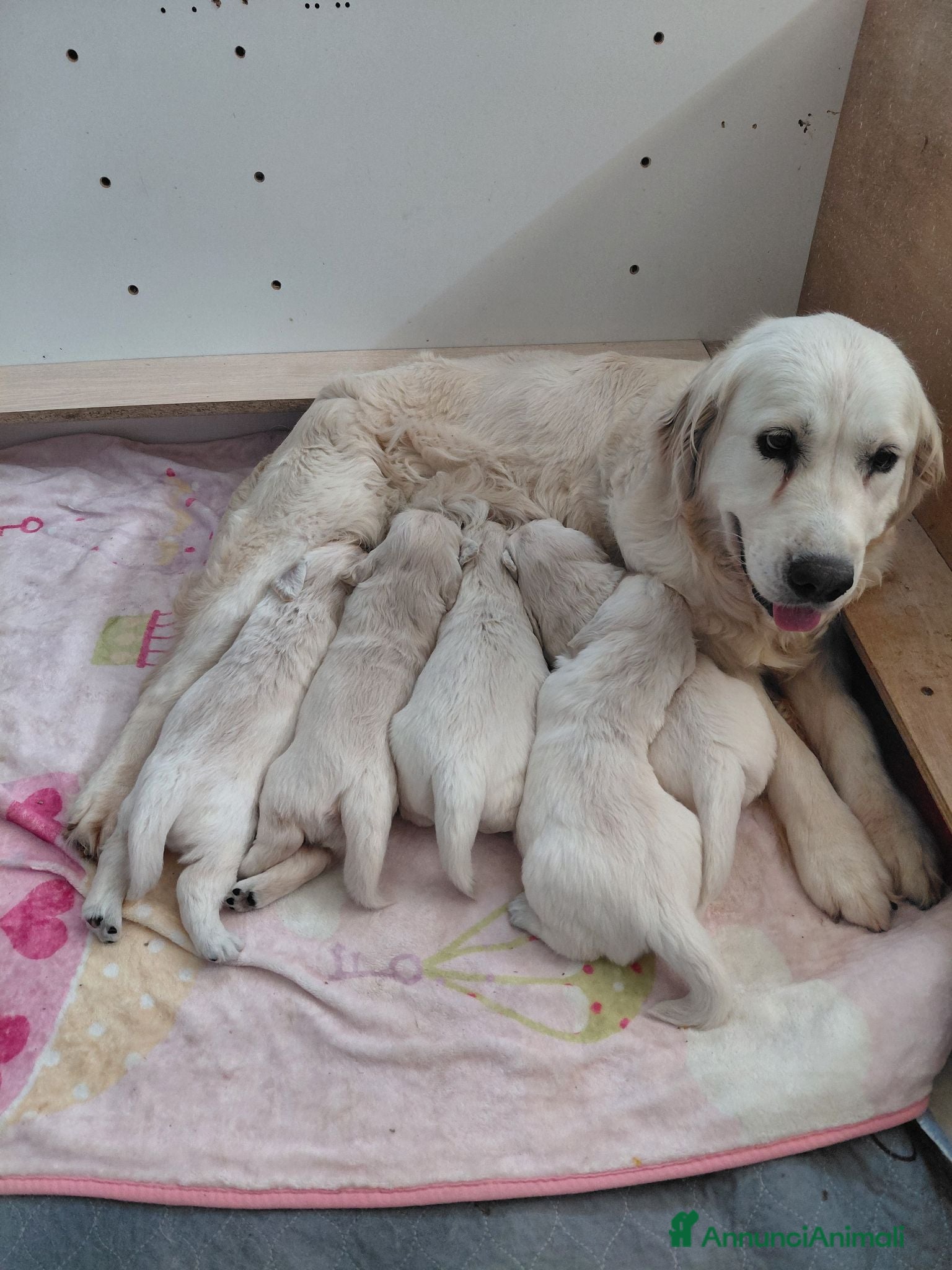 Golden Retriever cani Cuccioli di Golden Retriever  - Annuncio 4