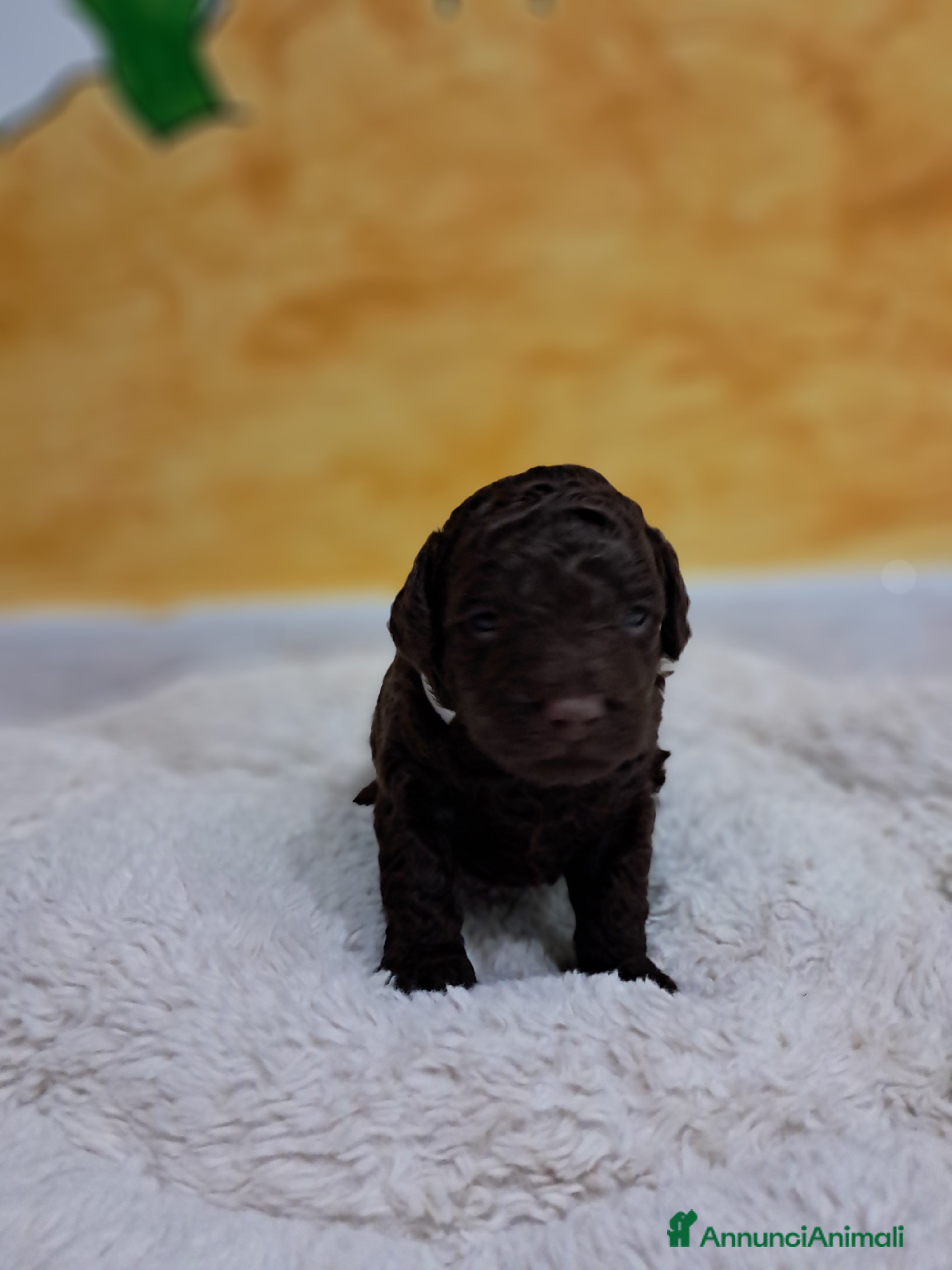 Barbone cani Barboncino nano cioccolato  - Annuncio 1