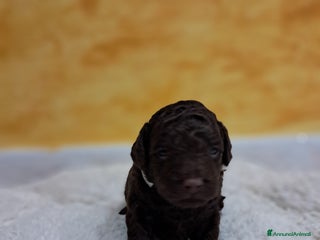 Barbone cani Barboncino nano cioccolato - Annuncio 1