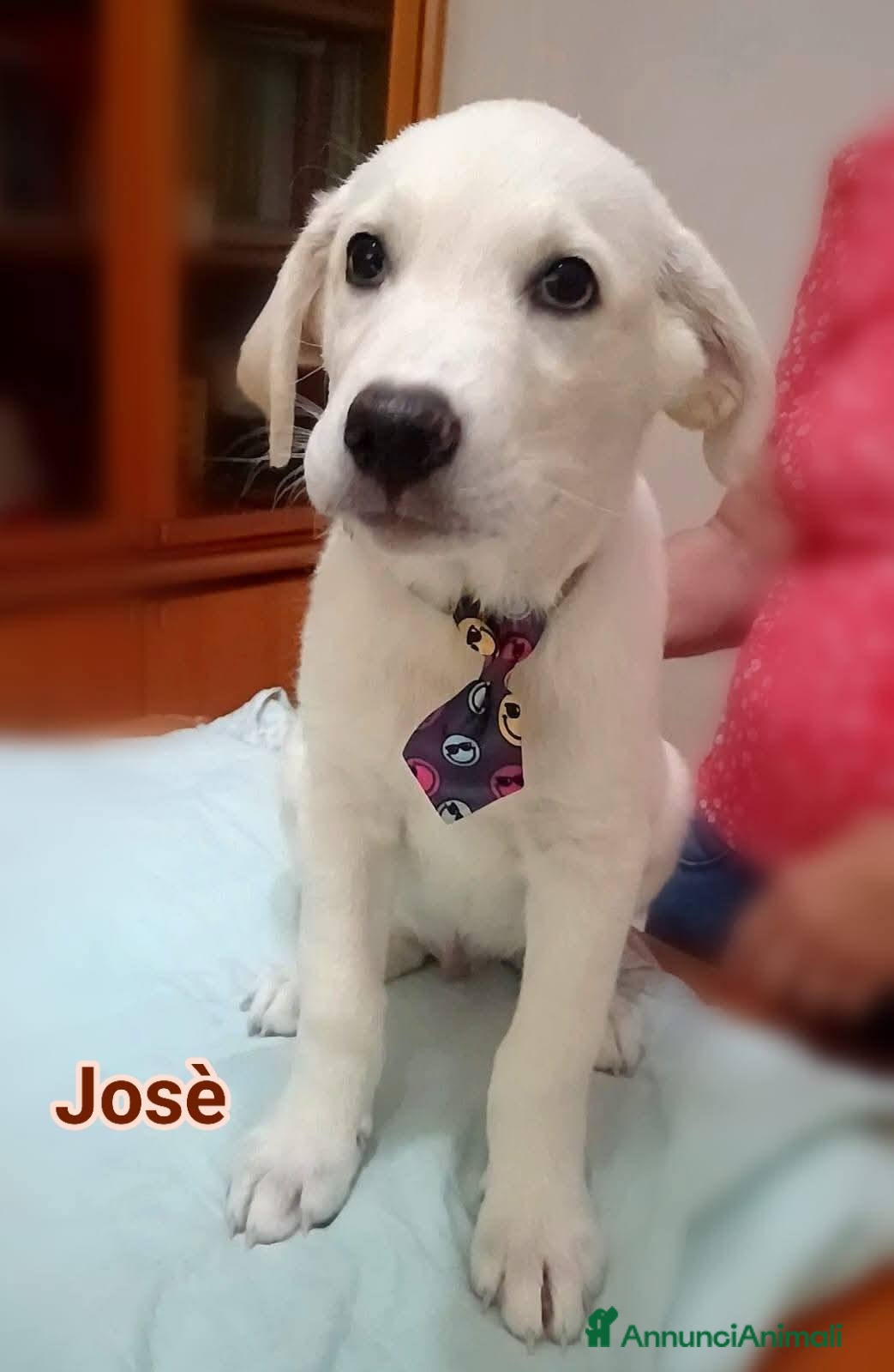 Meticcio cani Josè. - Annuncio 33