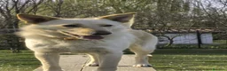 Meticcio cani in regalo: ROMEO 💙 zero divano. Mille avventure. a Provincia di Parma - Annuncio 6