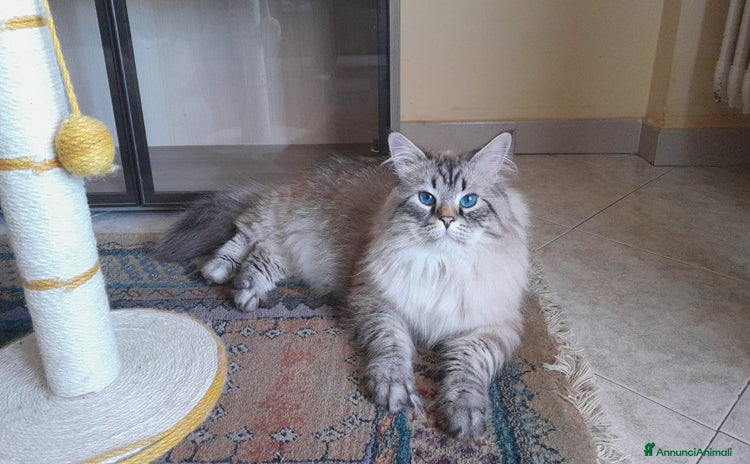 Siberiano gatti - Annuncio 8