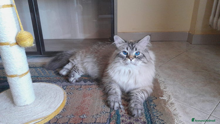 Siberiano gatti Siberiano per accoppiamento - Annuncio 15