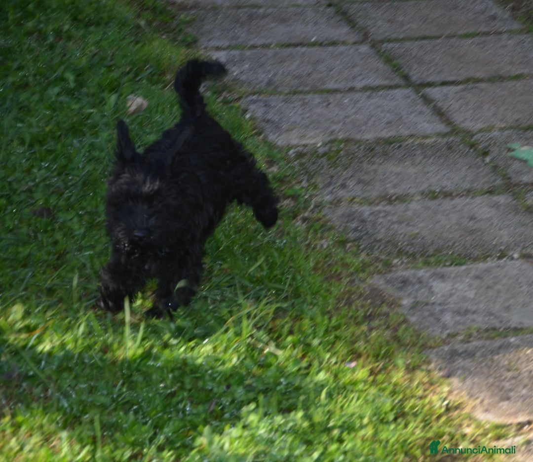 Mini Schnauzer cani in vendita: Cuccioli schnauzer nano - Annuncio 5
