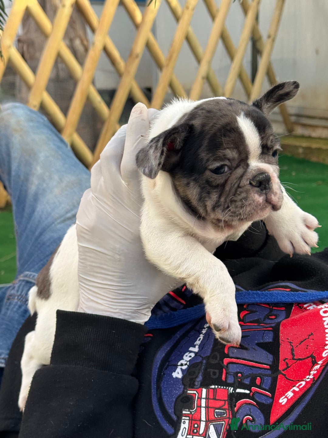 Bulldog Francese cani in vendita: Bulldog francese maschi esotici - Annuncio 4