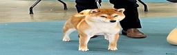 Shiba Inu cani in vendita: Shiba inu cuccioli  - Annuncio 30