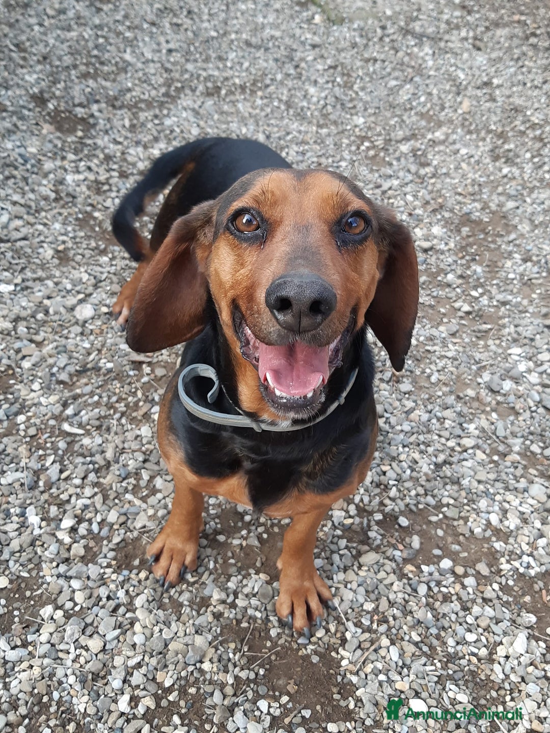 Meticcio cani in regalo: PIPPO, buffo nanetto invisibile. - Annuncio 13