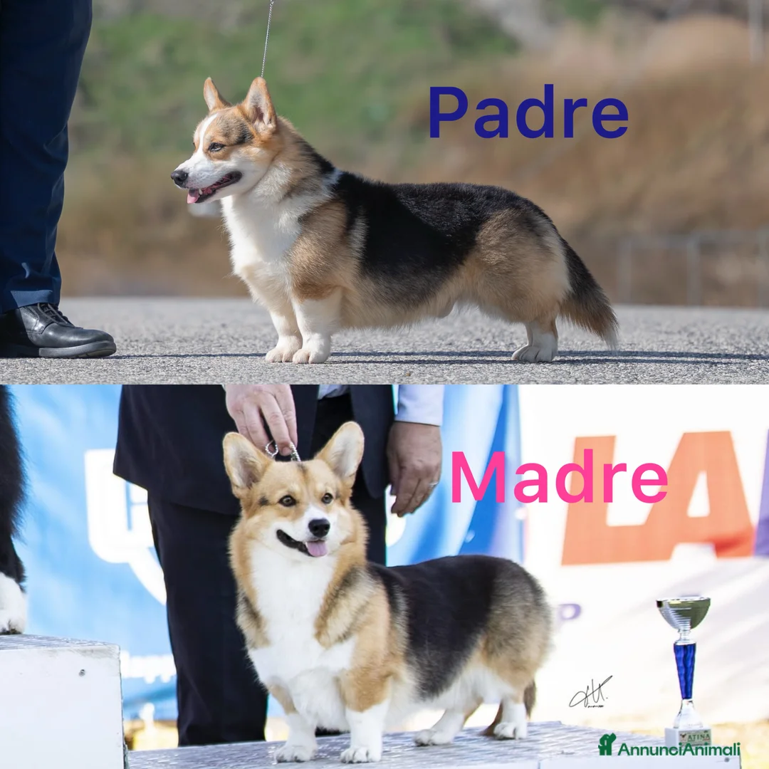 Corgi Pembroke cani in vendita: Welsh corgi Pembroke  a Città metropolitana di Roma Capitale - Annuncio 2